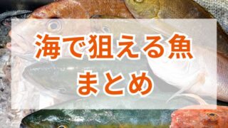 海釣りで狙える魚まとめ！種類と特徴を徹底解説 