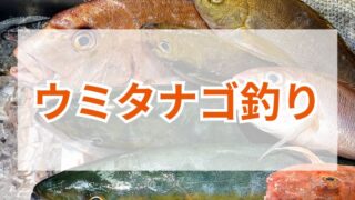 ウミタナゴ釣り！道具選びから釣り場攻略まで徹底解説 