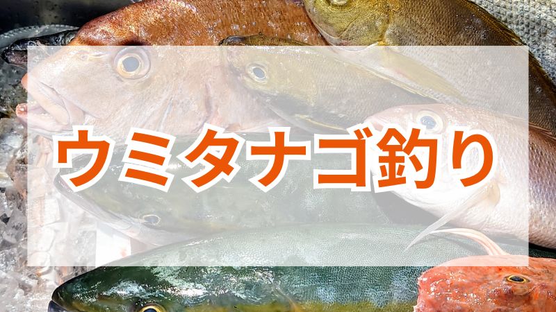 ウミタナゴ釣り！道具選びから釣り場攻略まで徹底解説 