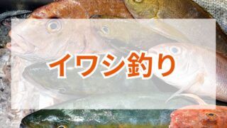 イワシ釣りで大漁を狙うコツとおすすめ道具徹底解説 