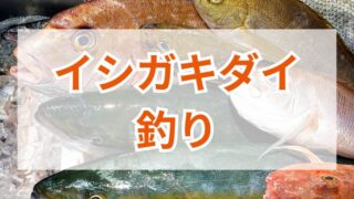 イシガキダイ釣りの魅力と攻略法｜道具選びとコツを徹底解説 